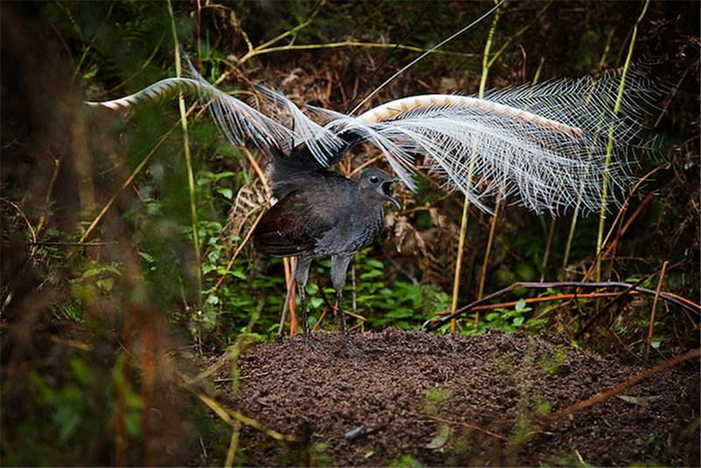 澳洲有种爱唱歌的鸟，学别的鸟叫营造假象，还能模仿汽车喇叭声