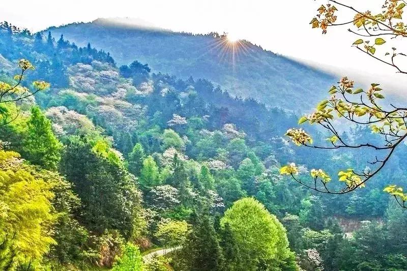 罗田县樱花美景,带你去看油桐花海