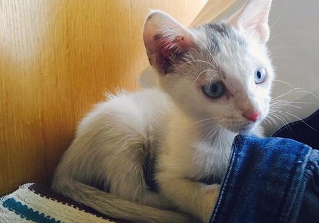 新生乳猫喂养,新生奶猫怎么照顾