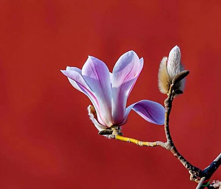 望春玉兰花盛开,造型望春玉兰