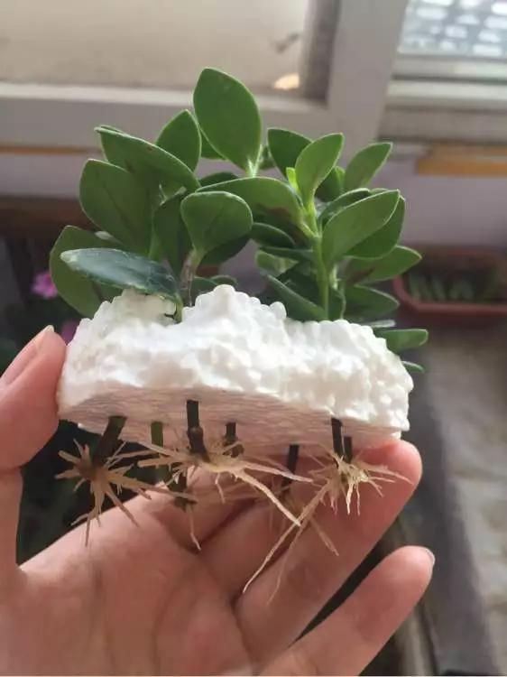 什么花最好养最耐阴,什么花最好种又耐阴