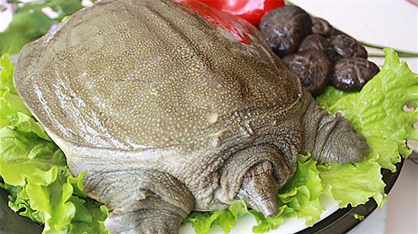 甲鱼做得香不香，关键是在宰杀的步骤上，学会了宰杀怎么做都香