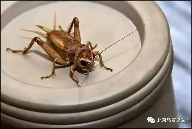 鑰佸寳浜殑楦ｈ櫕鏈夊灏戠,鑰佸寳浜汉鐜╃殑鍥涘ぇ楦ｈ櫕