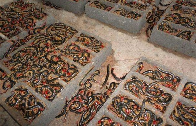 蜈蚣养殖技术培训班,蜈蚣的养殖方法视频教程