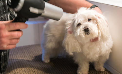 如何让狗狗乖乖的洗澡剪毛,新手怎么给狗狗边吹边梳毛