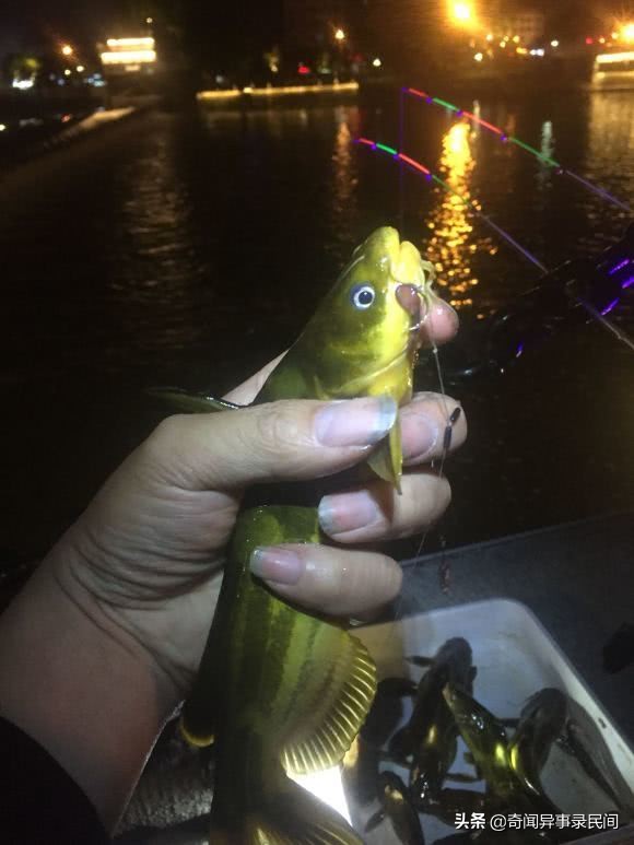 黄颡鱼泛滥,浙江黄颡鱼