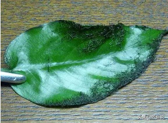 蓝绿藻怎么去除池塘,鱼缸除绿藻最好的鱼