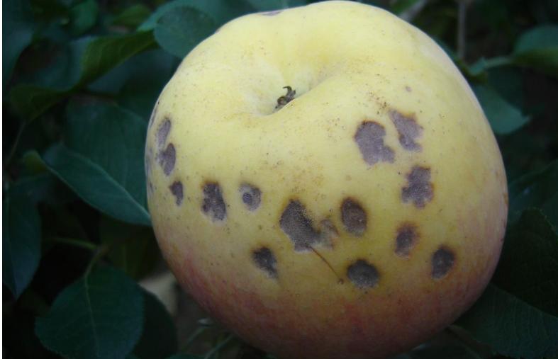 苹果苦痘病如何从根本上解决,苹果苦痘最佳治疗方法