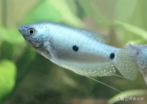 斗鱼官网图片,斗鱼的视频相册