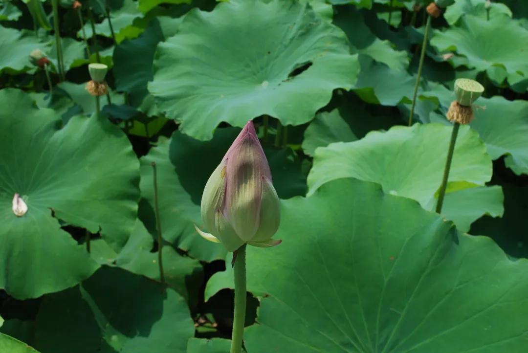 中药材莲子心,中药材莲子的用量