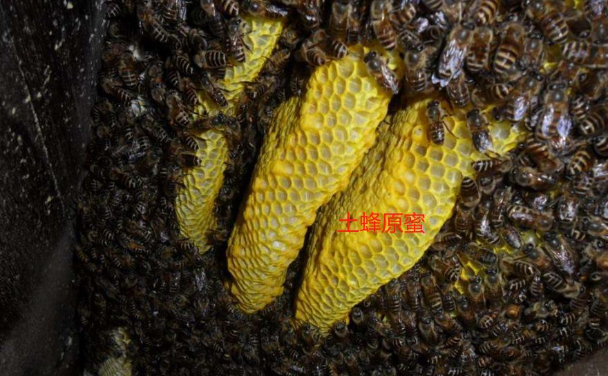 网上卖土蜂蜜的骗局有哪些,真正土蜂蜜价格是多少