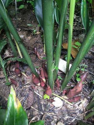 治咳嗽最有效的中草药,治疗咳嗽的草药有哪些