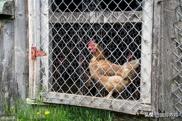 鸡葡萄球菌最佳防治方法,养鸡葡萄球菌病怎么治疗