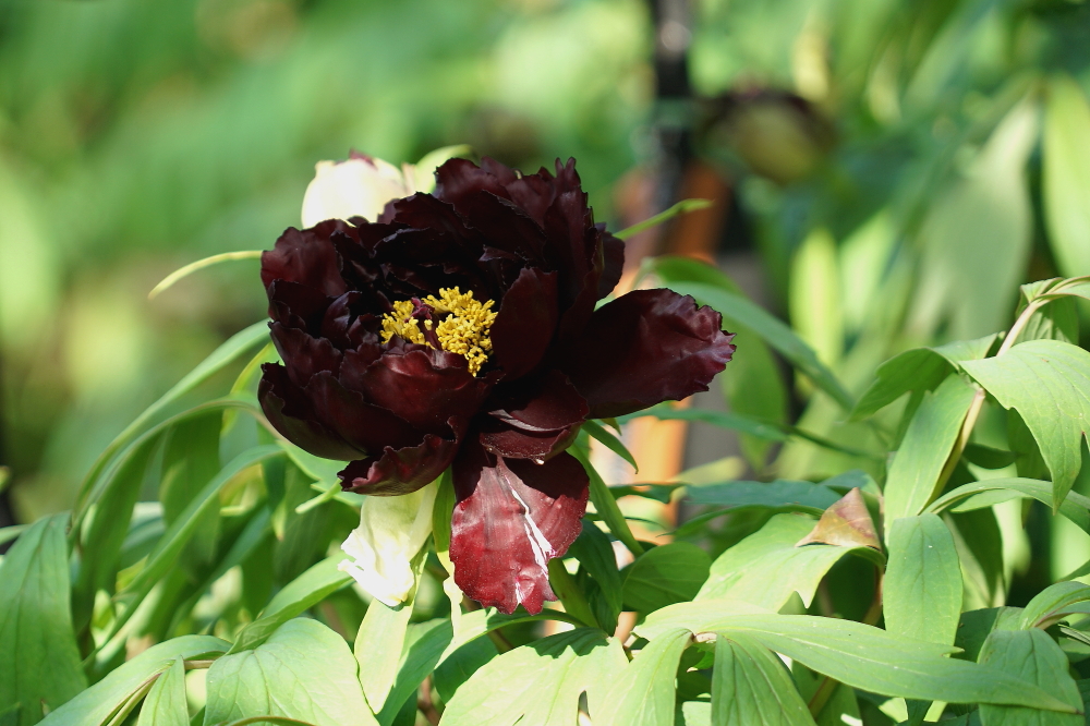 c调口琴太湖美,口琴c调太湖美