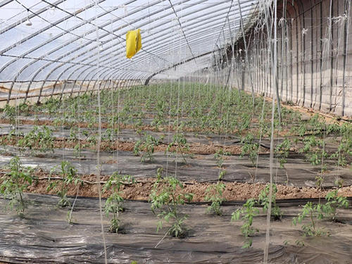 永州专业温室钢架大棚造价,广东蓝莓钢架大棚造价多少钱一平