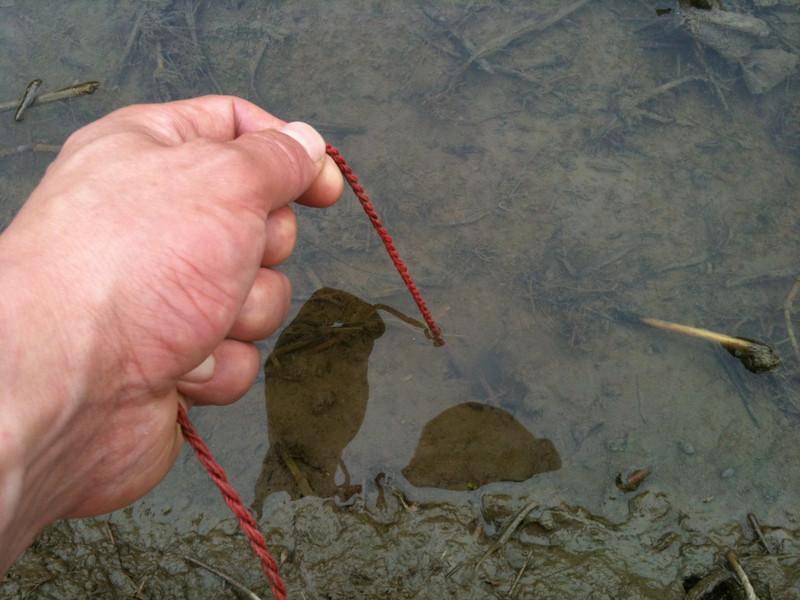 钓黄鳝的视频最新,如何正确的钓黄鳝
