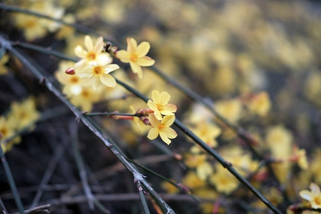 富士xc35f2定焦镜头怎么拍照,富士xc35mm和xc15-45mm