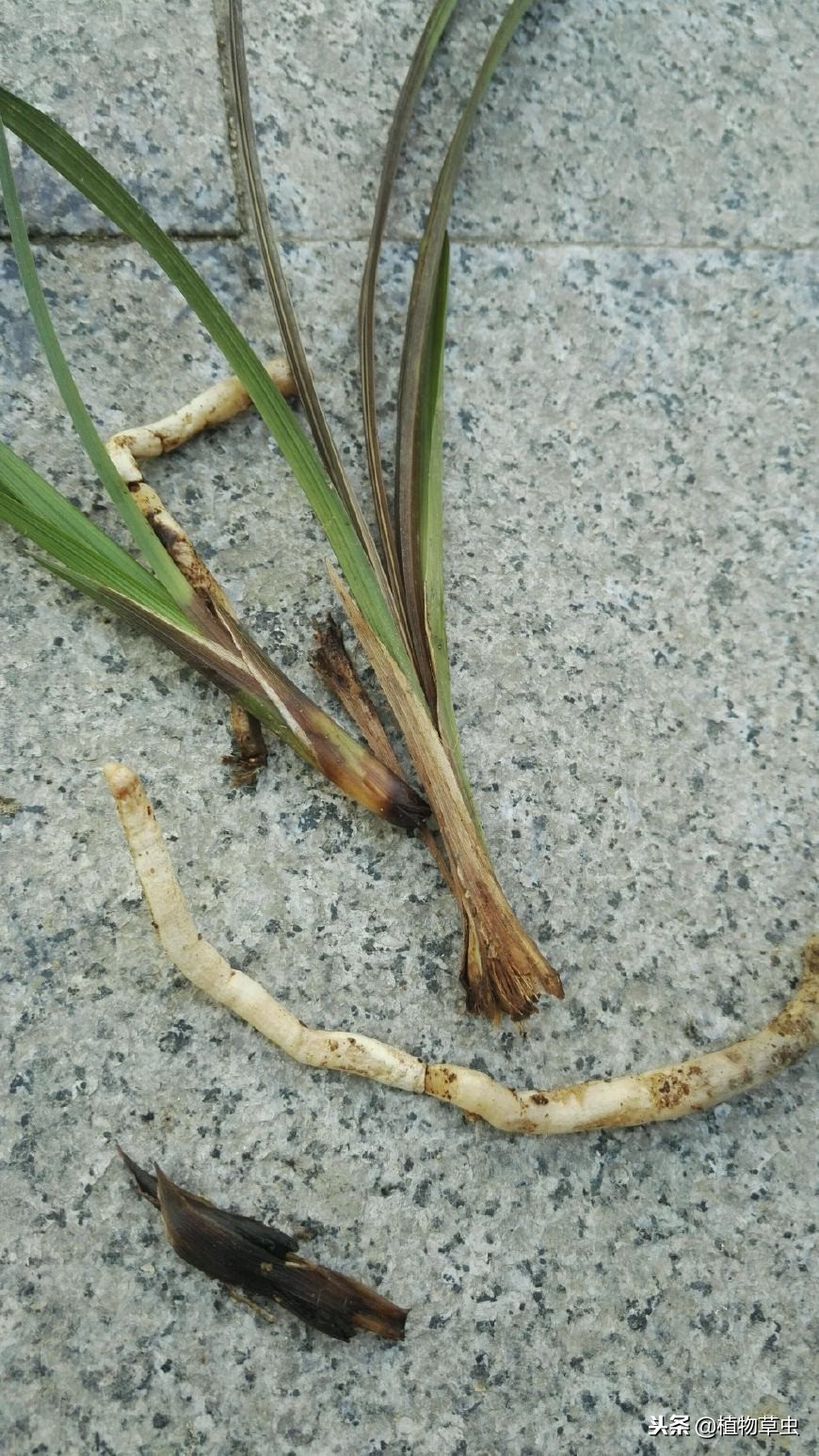 得过茎腐病的兰花容易复发,什么是兰花的茎腐病和软腐病