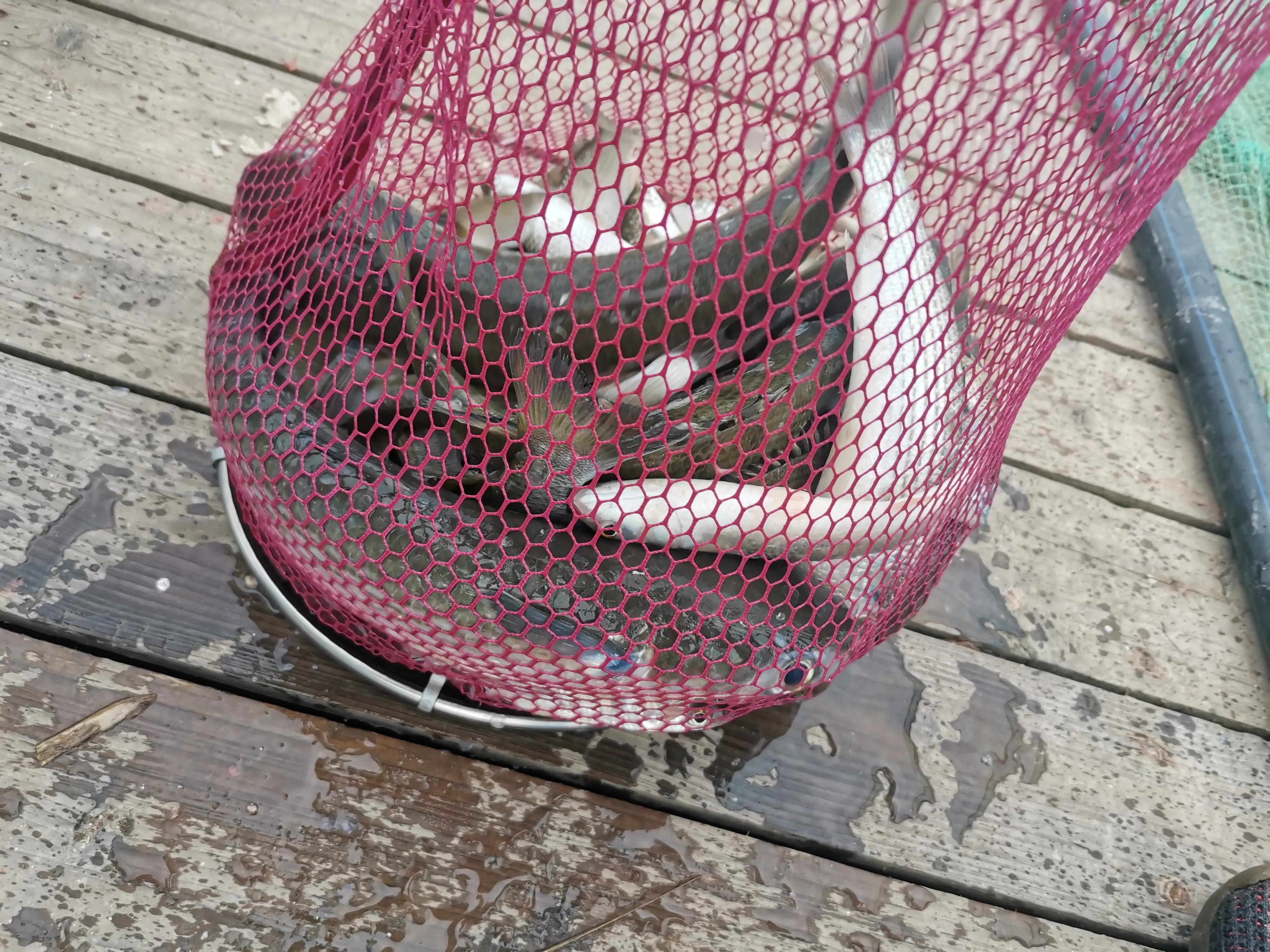 从20块钱的鱼竿开始入坑,购买鱼竿的十大坑