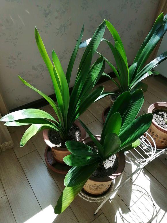 君子兰根部长了小虫怎么办,君子兰死了根部冒出小芽怎么办