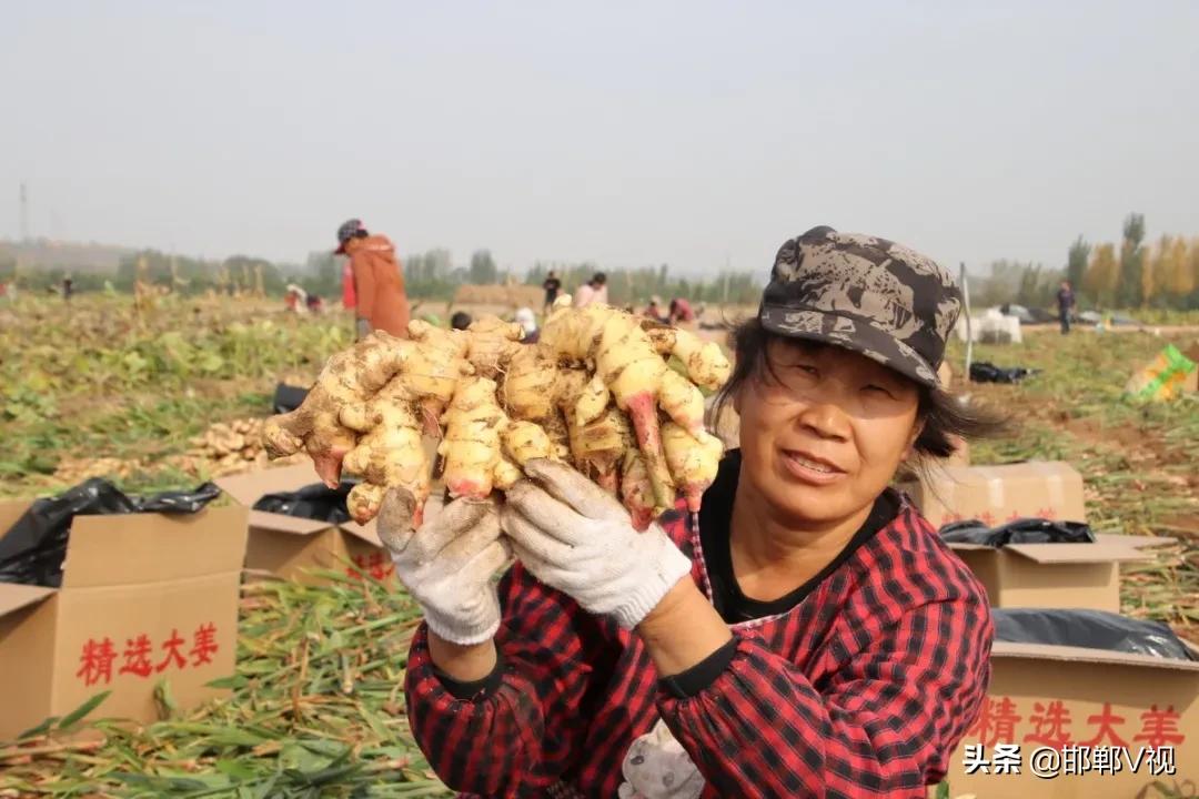 生姜种出脱贫致富路,生姜产业带动了地方经济