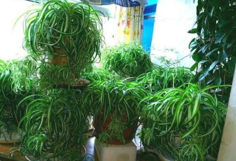 用这种“特效水”养绿萝吊兰，叶片绿油油，新芽蹭蹭长，不黄叶