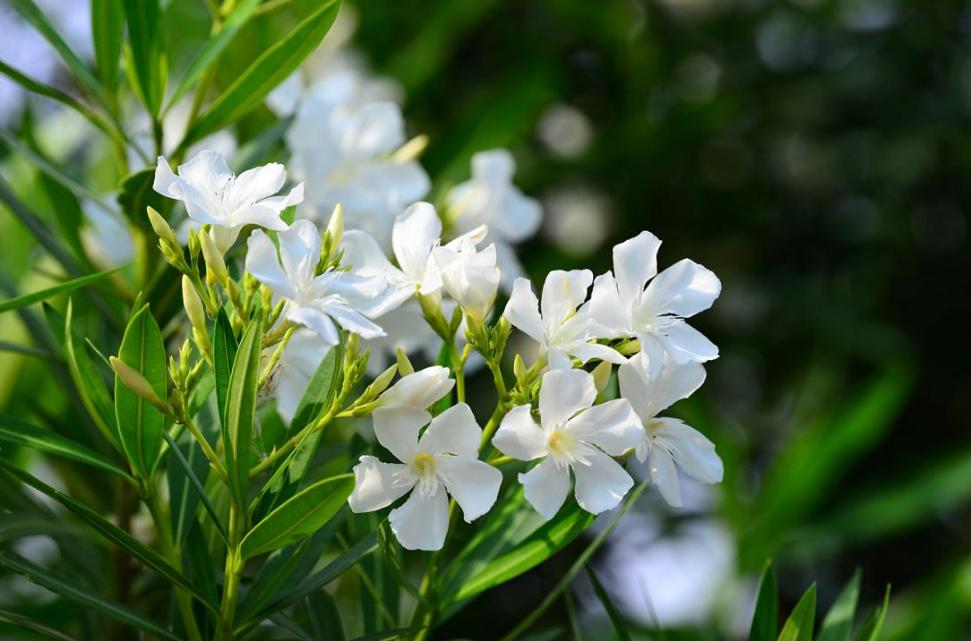 赞美夹竹桃花诗句名句,有关夹竹桃的诗句