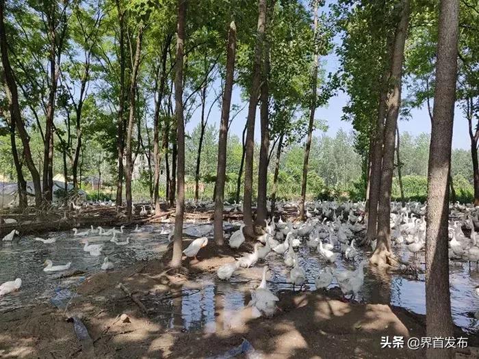 界首农民的创意玉米地里养大鹅年收入30万！