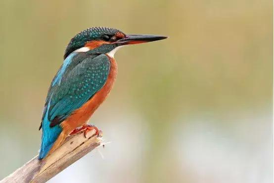 翡翠的8个误区：洗澡不能戴？只有缅甸产？原来这些年都被骗了