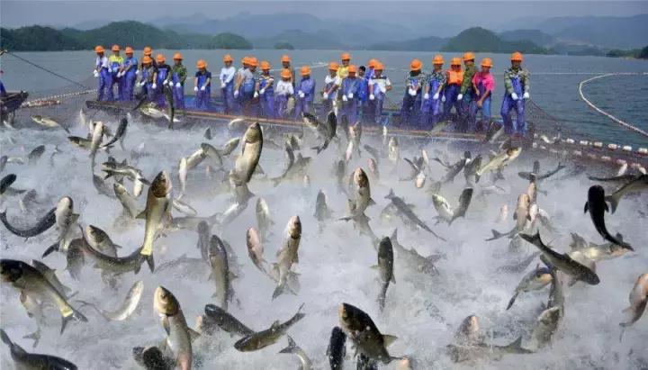 下塘种植技术及注意事项,养殖池塘肥水多久一次比较好