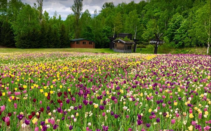 旅行社常惦记，却又被游客遗忘，这样的北海道游走之城不多了