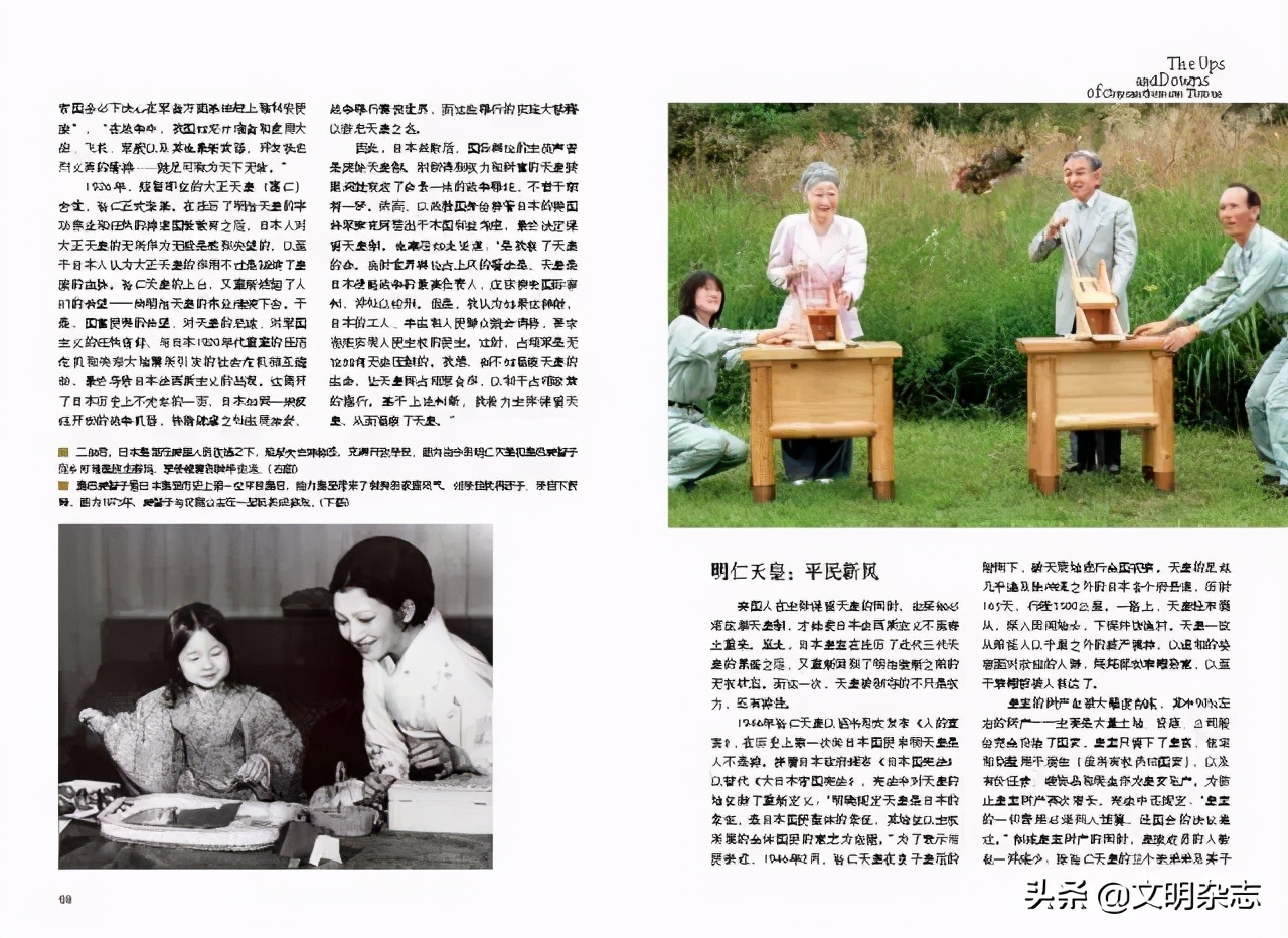 菊花王朝盛衰记,菊花王朝故事