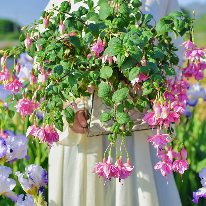 18种寓意好的花,18种花图片大全