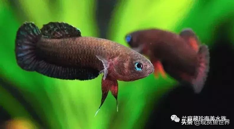 寻找黑暗世界的女神──帕斯风斗鱼