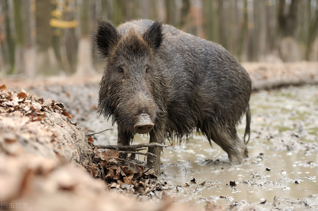 专业野猪队,专业野猪捕猎队