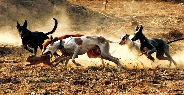 听老人讲过挨饿的故事,听老人讲挨饿的经历