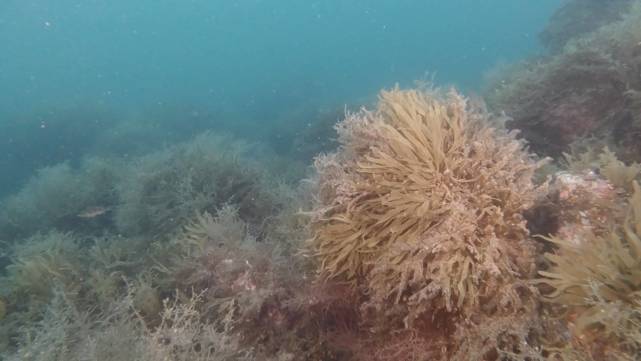 青岛海底小纵队在哪里,舟山海底小纵队