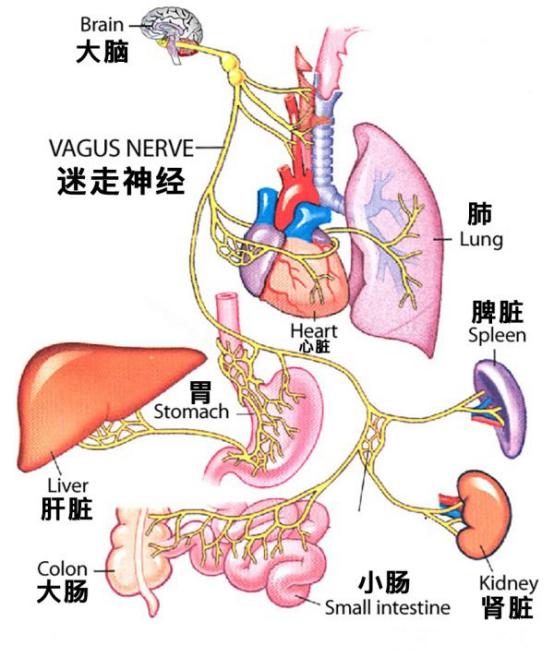你肯定不知道，胃动力不足别怪胃！糖尿病导致胃轻瘫，治病得去根