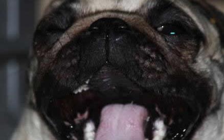 有必要给狗狗刷牙吗,如何给狗狗刷牙只需做好这4步