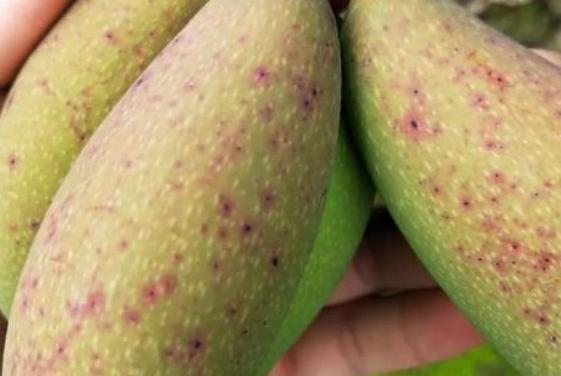 芒果幼果期出新梢怎么办,芒果挂果外皮有黑斑是什么原因