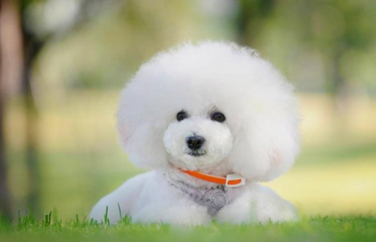 比熊的泪痕怎么清除,怎么清理比熊的眼屎