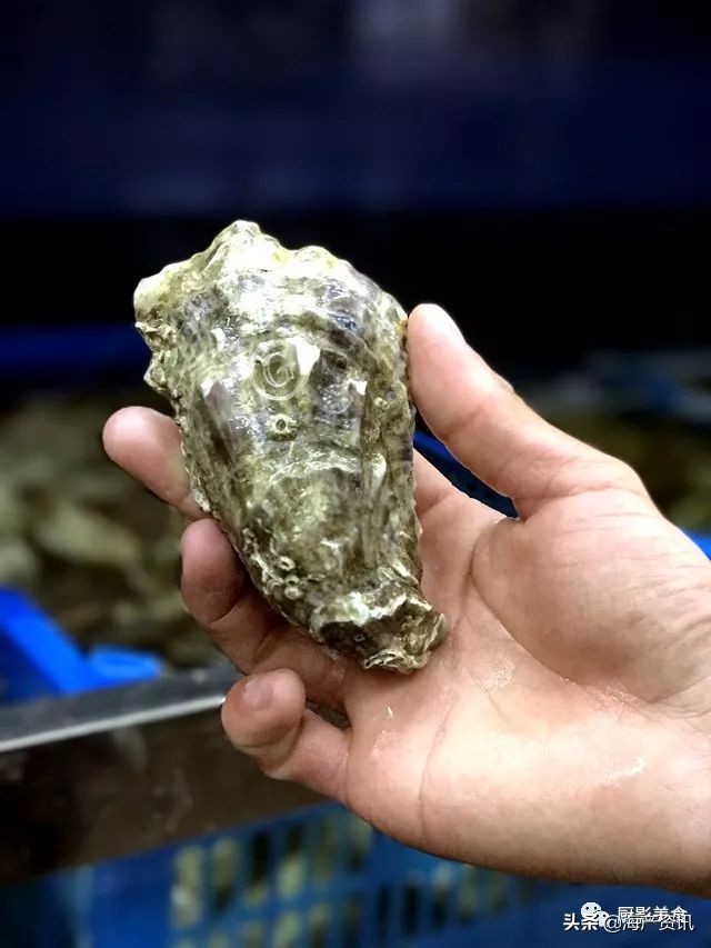 全世界顶级的4种海鲜,世界十大名贵海鲜