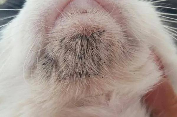 猫咪黑下巴怎么治用什么药,猫咪黑下巴结痂怎么清理