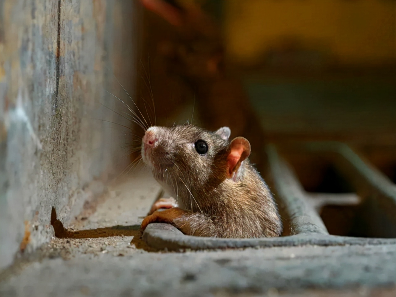 大连蛇岛20000条毒蛇吃什么,中国大连蛇岛蛇是怎么形成的