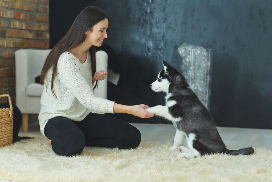 不听话的狗如何驯服,如何引导宠物狗不发脾气