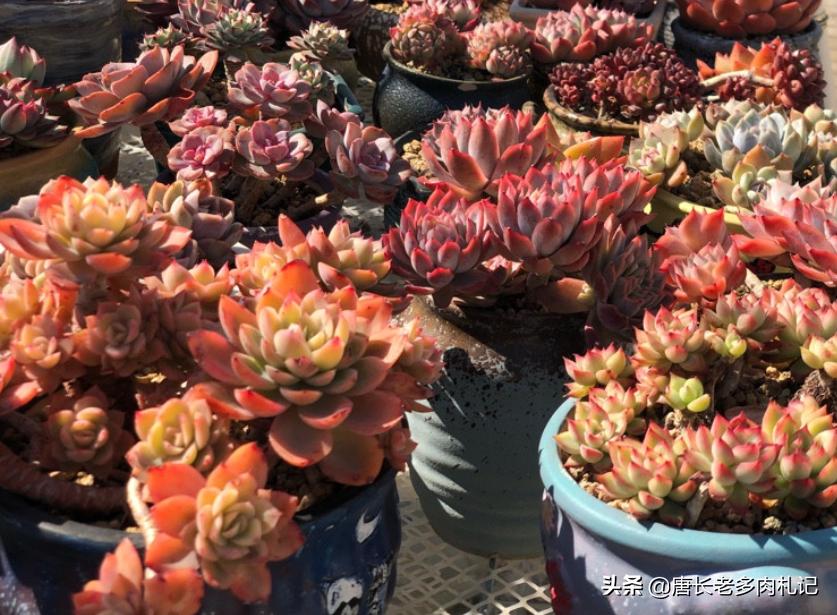 多肉每个品种养法一样吗,假如养多肉有等级