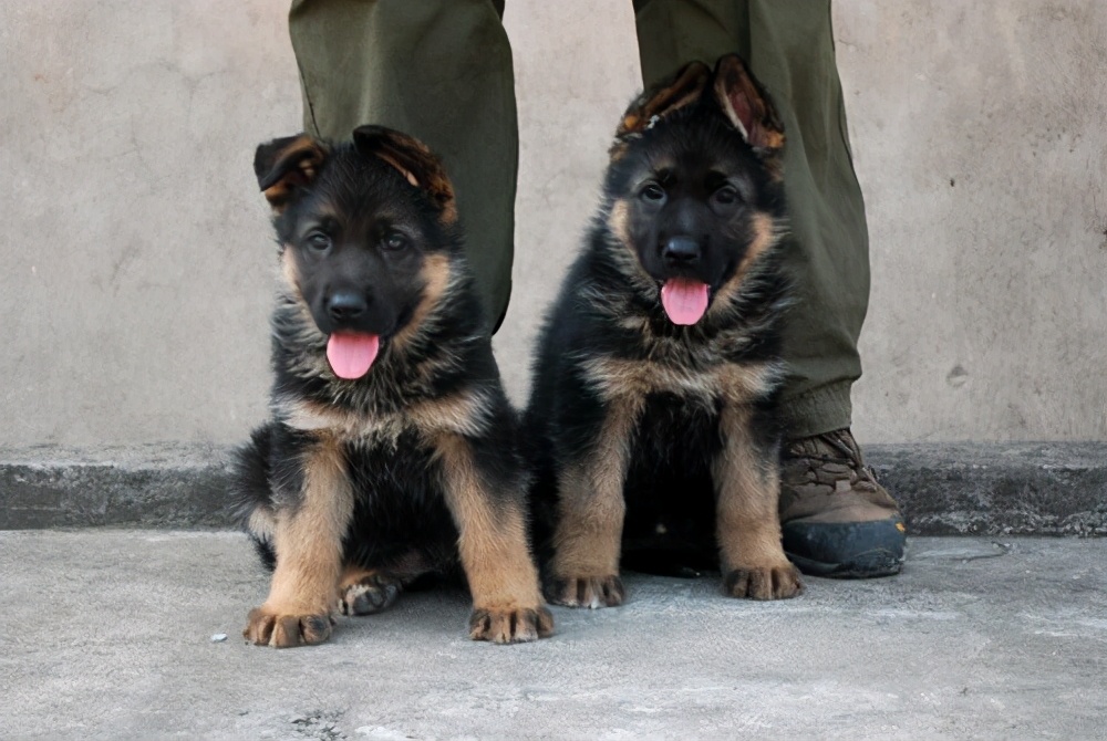 德牧价格高低不一，其实都是这些因素造成的