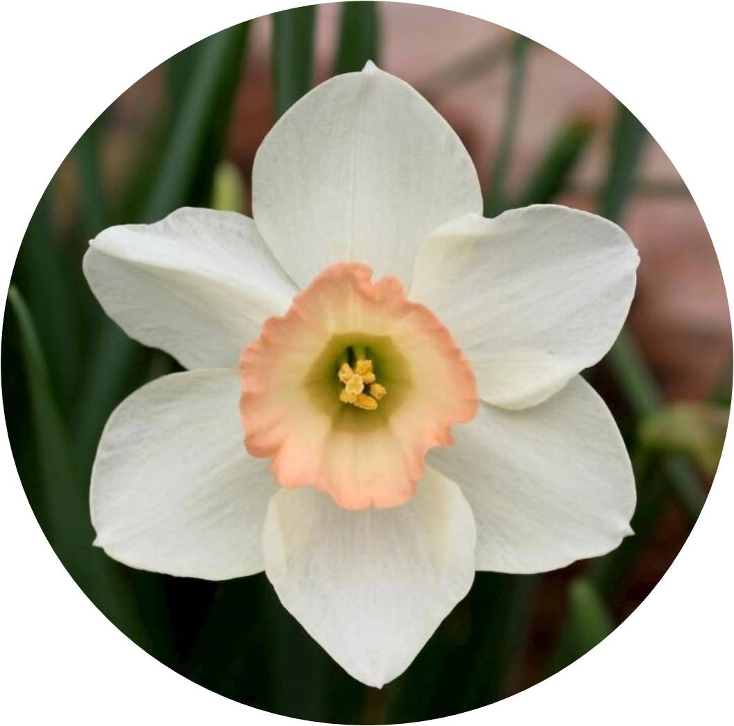 菊竹梅兰图欣赏,花中四君子的兰花图片