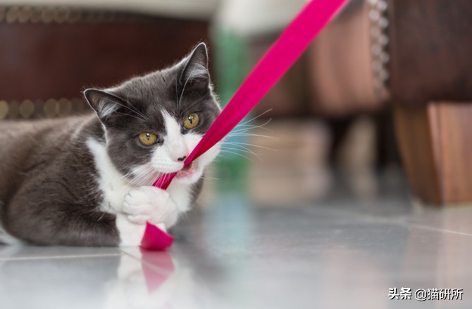 哪些猫咪玩具对小猫有害 (对猫咪有益的玩具)