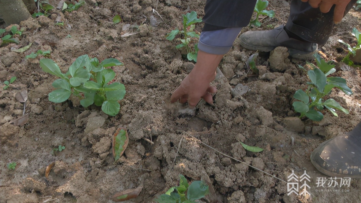 野猪老吃庄稼,野猪下山啃食庄稼江宁村民很苦恼